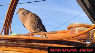 Download Lagu backsond kidug wahyu kolosebo sandingan dengan burung tekukur kolbuntet bikin merinding. Download Lagu backsond kidug wahyu kolosebo sandingan dengan burung tekukur kolbuntet bikin merinding.