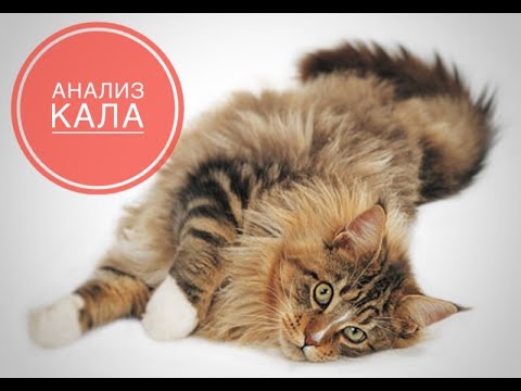 Анализ кала собак и кошек