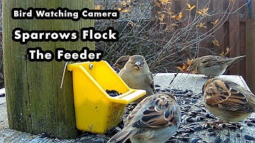 Bird Watching Camera - Hungry Sparrows Flock The Birdfeeder