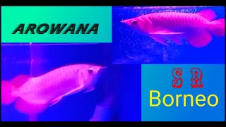 Arowana Borneo | 紅龍魚