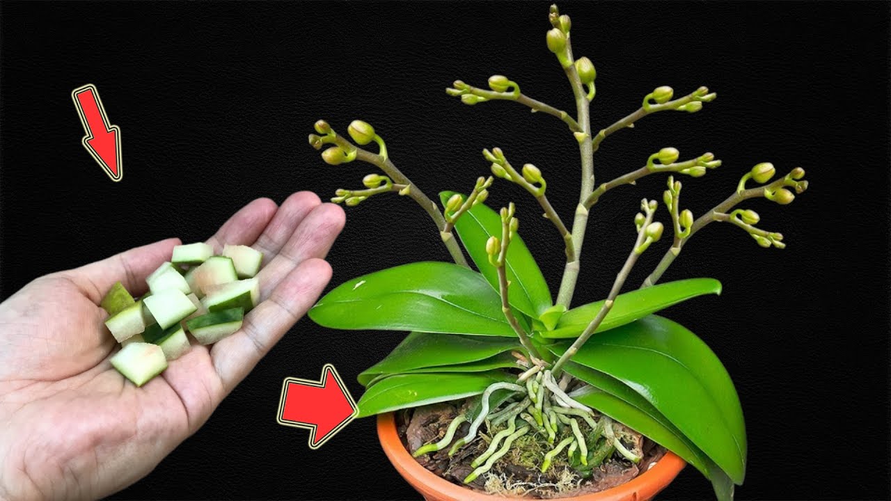 put-1-piece-in-the-root-orchids-bloom-continuously-for-a-year-youtube