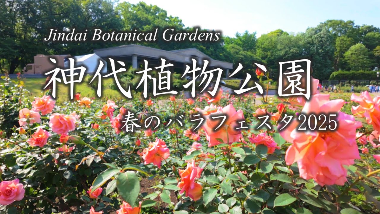 【神代植物公園】オールドローズも含め70品種紹介 春のバラフェスタ2025/Jindai Botanical Park Rose Garden Spring Rose Festival2025/4K