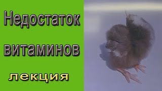 Недостаток витаминов в корме.  Чем это опасно для птицы?