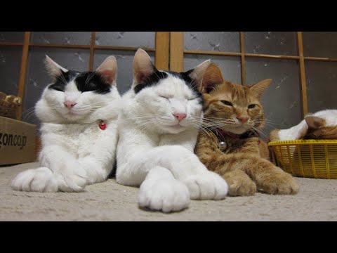 コルプス先生とこたつねこ △猫△ コルプス先生とこたつねこ | 書古四角
