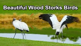 Beautiful Wood Storks Birds by Tourism Zone 36 views 1 year ago 51 seconds