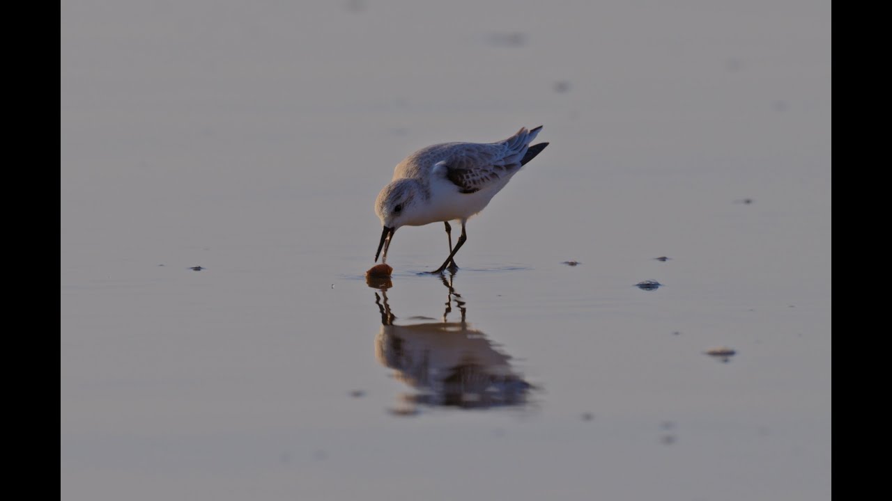 Sanderlings at Ft Funston 11-29-25