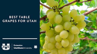 Best Table Grapes for Utah