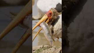 Zambia Fishing Parties 🐟 #shorts #birds #wildlife