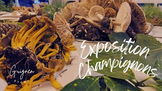 Les Secrets Des Champignons Révélés Dans Une Exposition