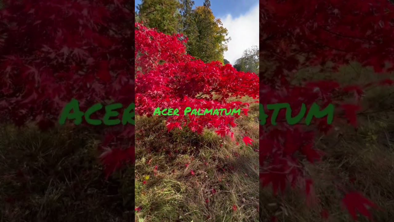 Japanese maple trees, how to select, water, feed and protect them from sun / wind!