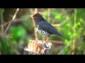 クロツグミ（3）さえずりと地鳴き - Japanese Grey Thrush - Wild Bird - 野鳥 動画図鑑