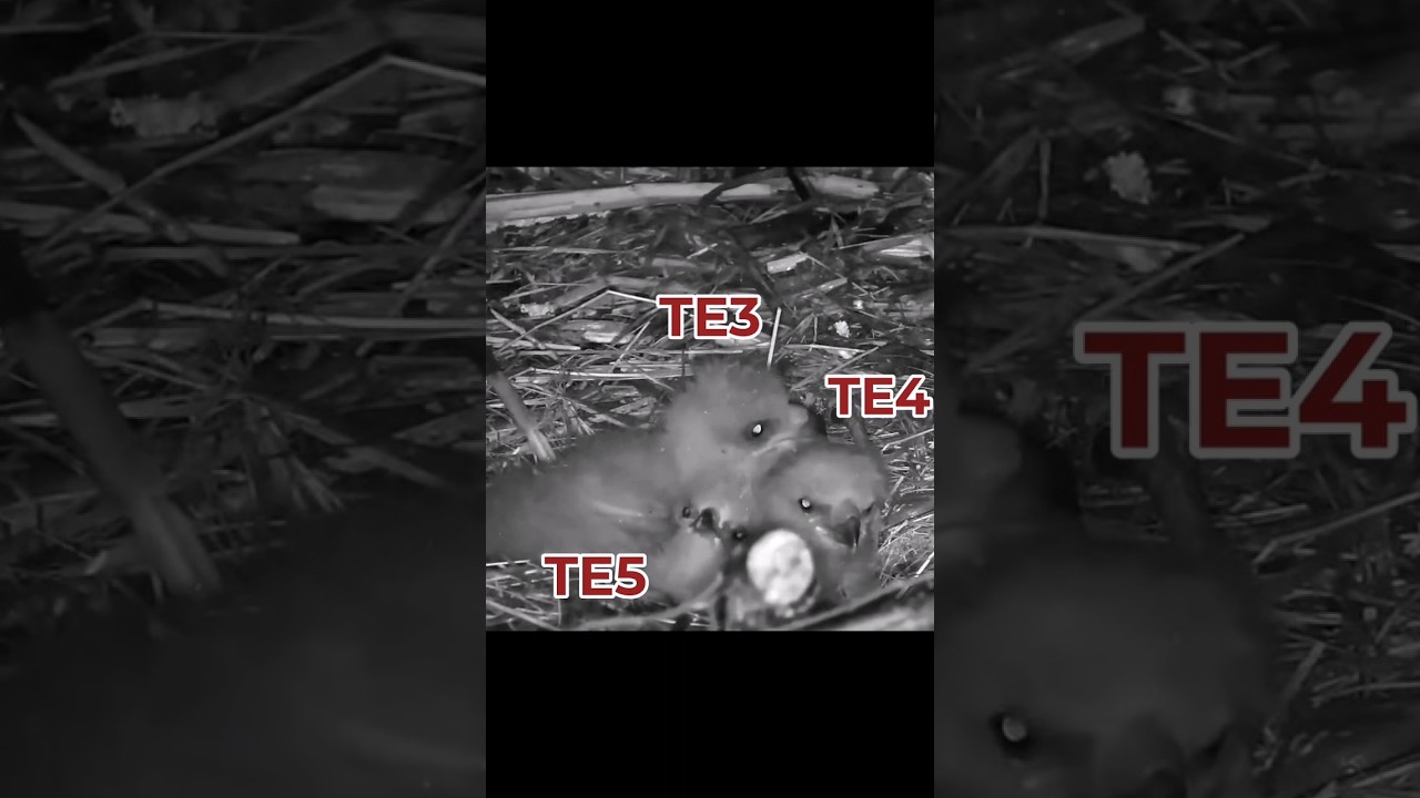 Trempealeau Eagles ~ We lost TE4 & TE5 today ~ 4/21/2025 / explore.org 