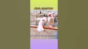 #Java🔥🤍 #sparrow🐦 #shorts #shortvideo