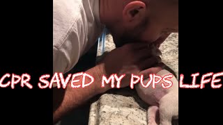 Reviving a dying puppy using CPR Reviving a dying puppy using CPR