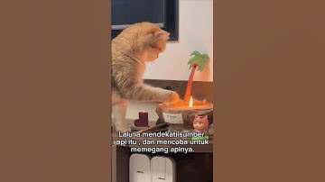 Kelakuan meong bikin ngakak , kucing lucu #cat #oyenbarbar #kucinglucu #oyenlucu