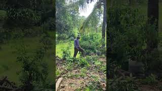 Smart farmers prune trees for shade in their gardens #shorts