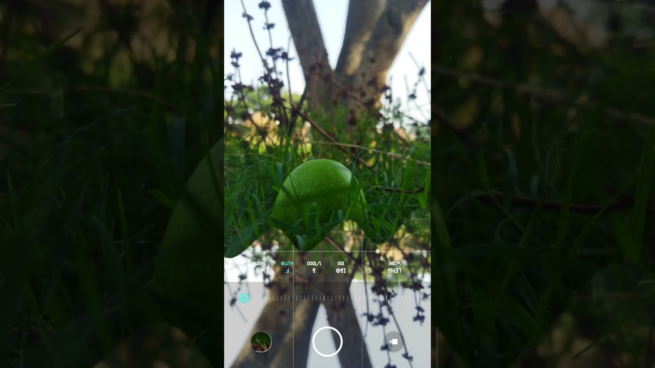 !!RAW MANGO IMAGE!!  click and colour grading 