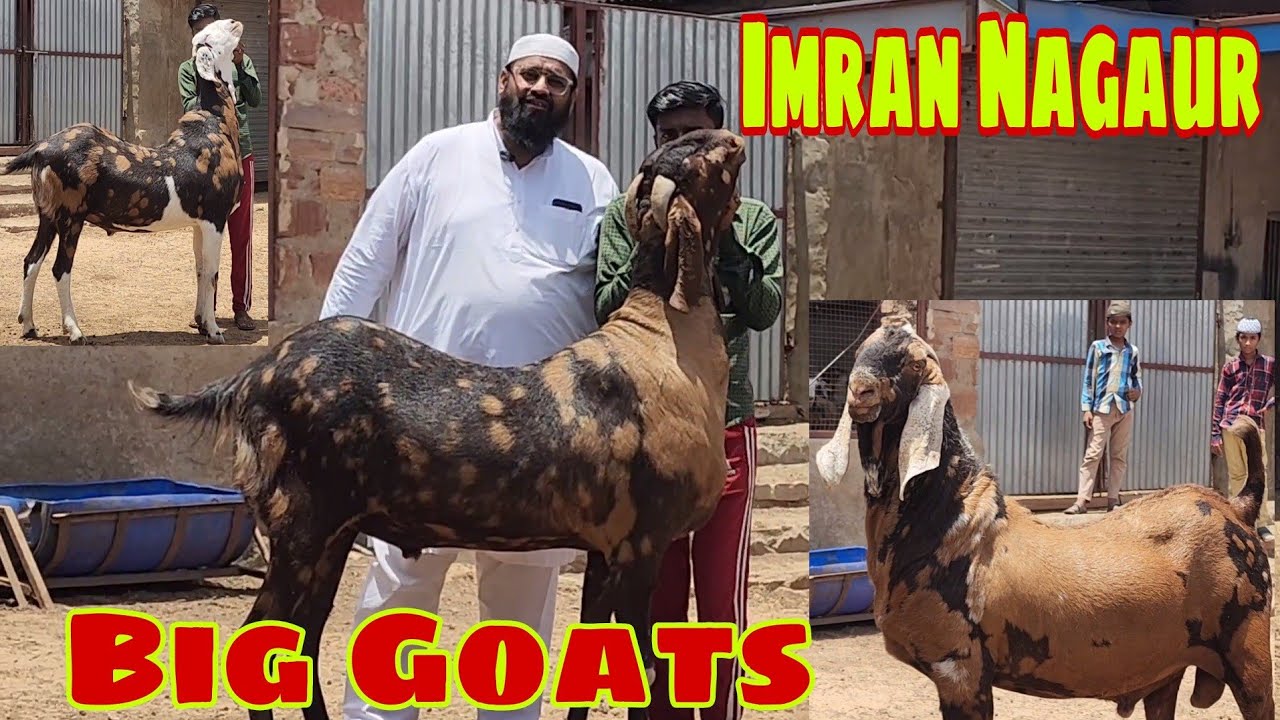 150Kg Gujri Ajmera Goats At Al Faizan Goat Farm Nagaur | Imran Bhai Ne Banaya Record Results.