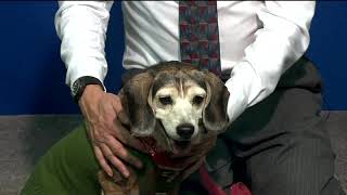 Pet Connection Oliver 11-26-19