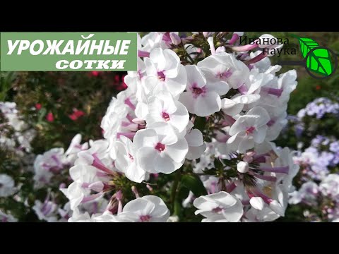 Video: Phlox Ivan zora: opis i karakteristike uzgoja