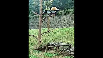 Panda Fell Падение панд 