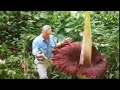 The Biggest Flower in the World | Titan Arum | David Attenborough | BBC Studios