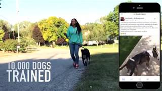 ControlLeash.com Instantly Stops Dogs Pulling