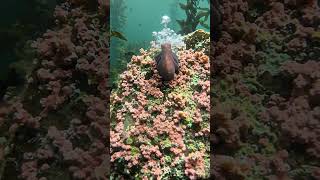 The ocean's most perfect camouflage... 🐙🌿