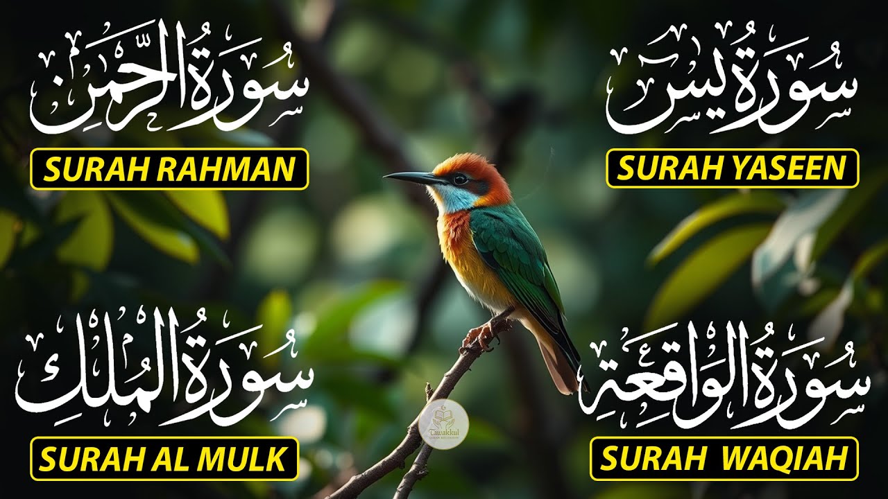 Magical Recitation Surah Yaseen (Yasin) | Surah Rahman | Surah Waqiah | Surah Mulk