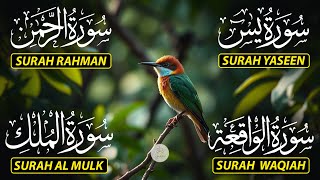 Download Lagu Magical Recitation Surah Yaseen (Yasin) | Surah Rahman | Surah Waqiah | Surah Mulk MP3