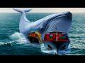 What Would Happen To You If You Became A Whale For One Day 
