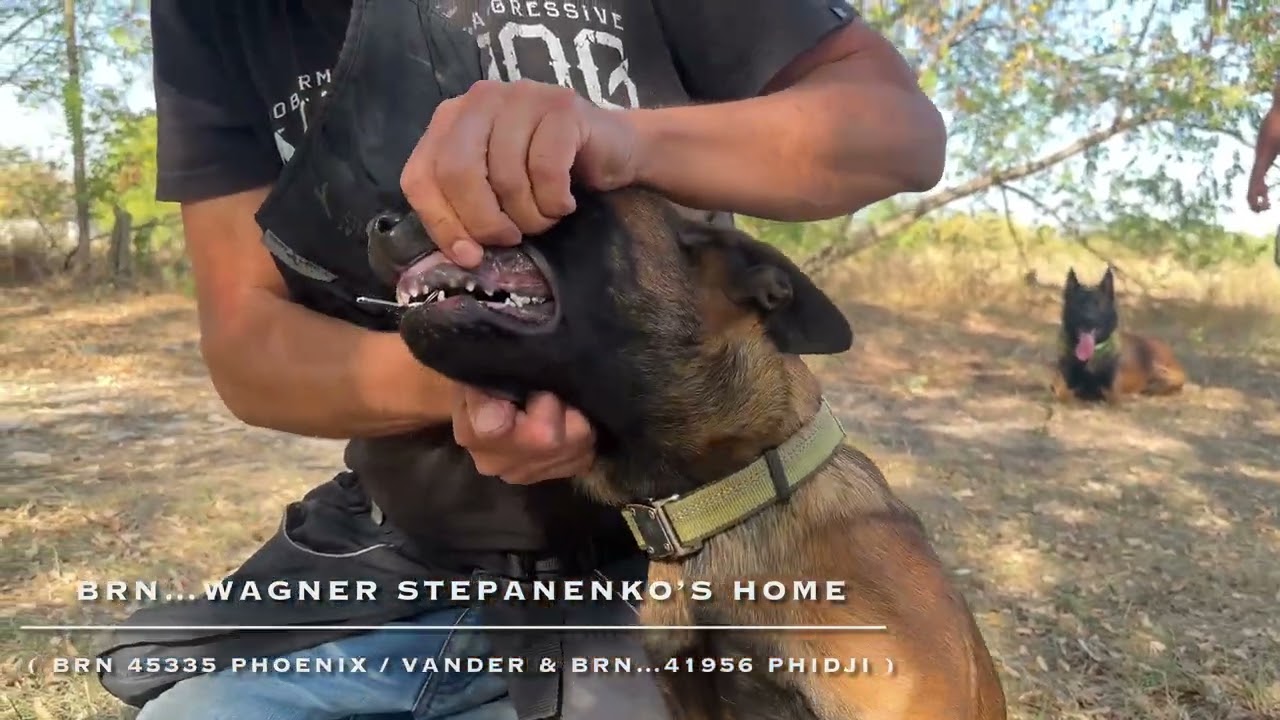 Searching for small metal objects Dog: BRN 52799 Wagner Stepanenko’s Home 4 months