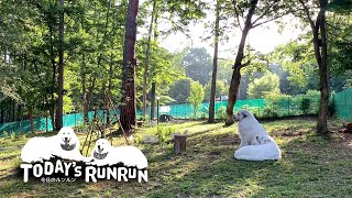 小鳥のさえずりを楽しむルンルンとアランです　Great Pyrenees　グレートピレニーズ