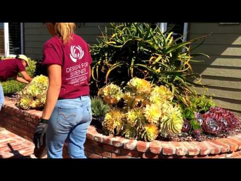 Video: Kupandikiza Cactus - Vidokezo vya Kusogeza Cacti Katika Mandhari