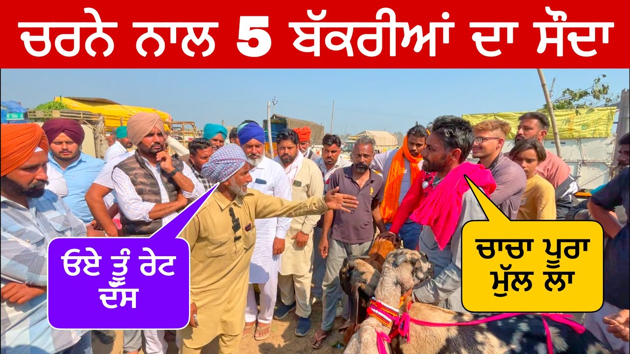 ਚਰਨੇ ਨਾਲ 5 ਬੱਕਰੀਆਂ ਦਾ ਸੌਦਾ  | Tungwali Bakra Mandi | Farm Punjab de  #goatfarming #farming #goats