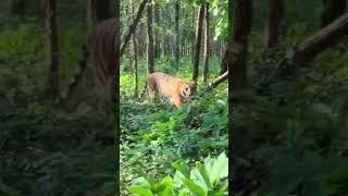chitwan National park #trending #nepal #travel #scorpios11 #mountains #manangvlog #nature #minivlog