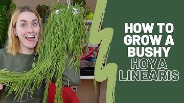 Hoya Linearis Care Guide | How to grow a bushy one