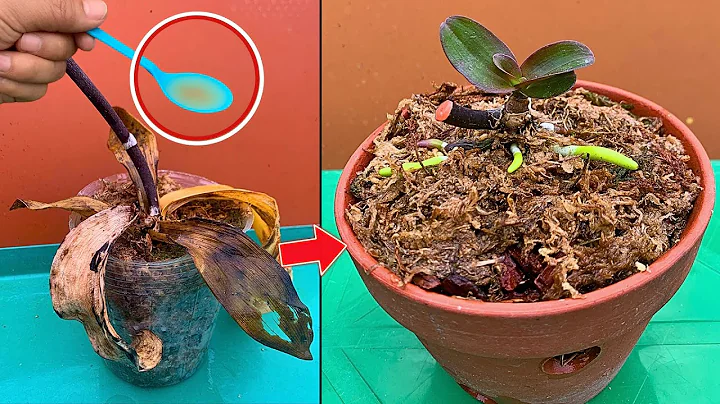 This magical water instantly revives any rotting orchid - DayDayNews