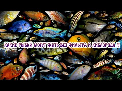 Видео: Могут ли барвинки жить без воды?