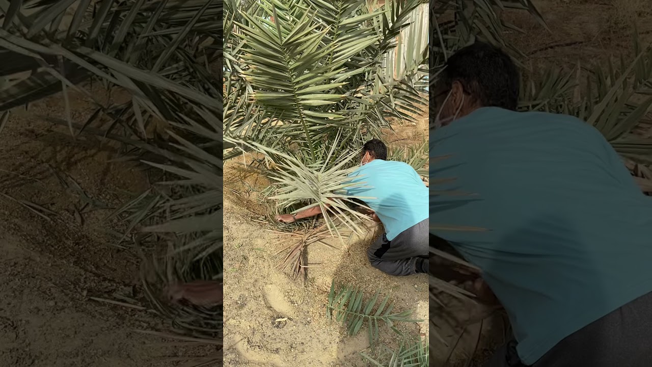 طريقة تقليم فسائل النخلة عمر 4سنوات.