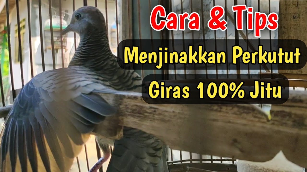 Cara Menjinakkan Perkutut Giras jitu 100% Wajib Di Tonton!!! MANTUL