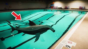 CÓ CÁ MẬP TRONG BỂ BƠI... | SHARK AND MINNOWS | DUY LÊ