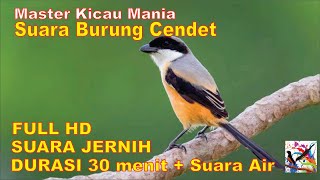 Masteran Murai, Suara Burung CENDET Durasi Panjang + Terapi Suara Air Mengalir...FULL HD...!!!