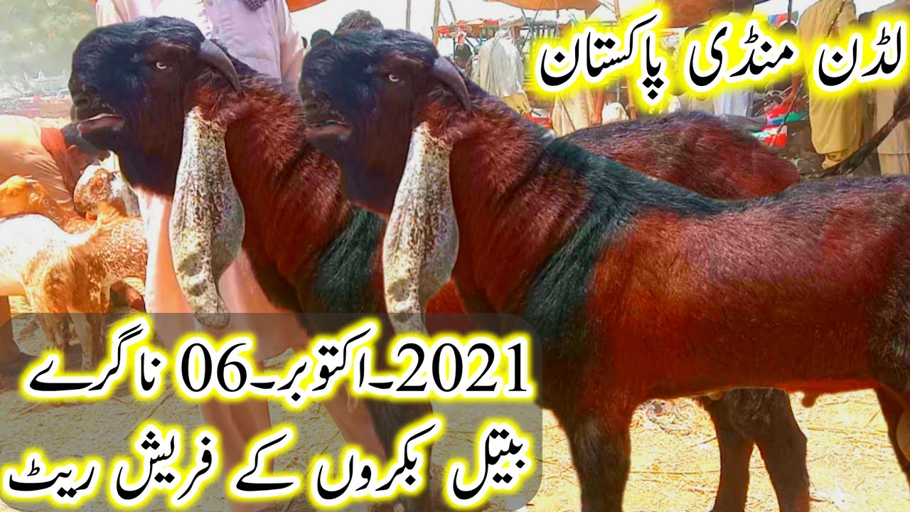 luddan mandi Pakistan mandi update 06-oct-2021fresh rate nagre beetle bakre