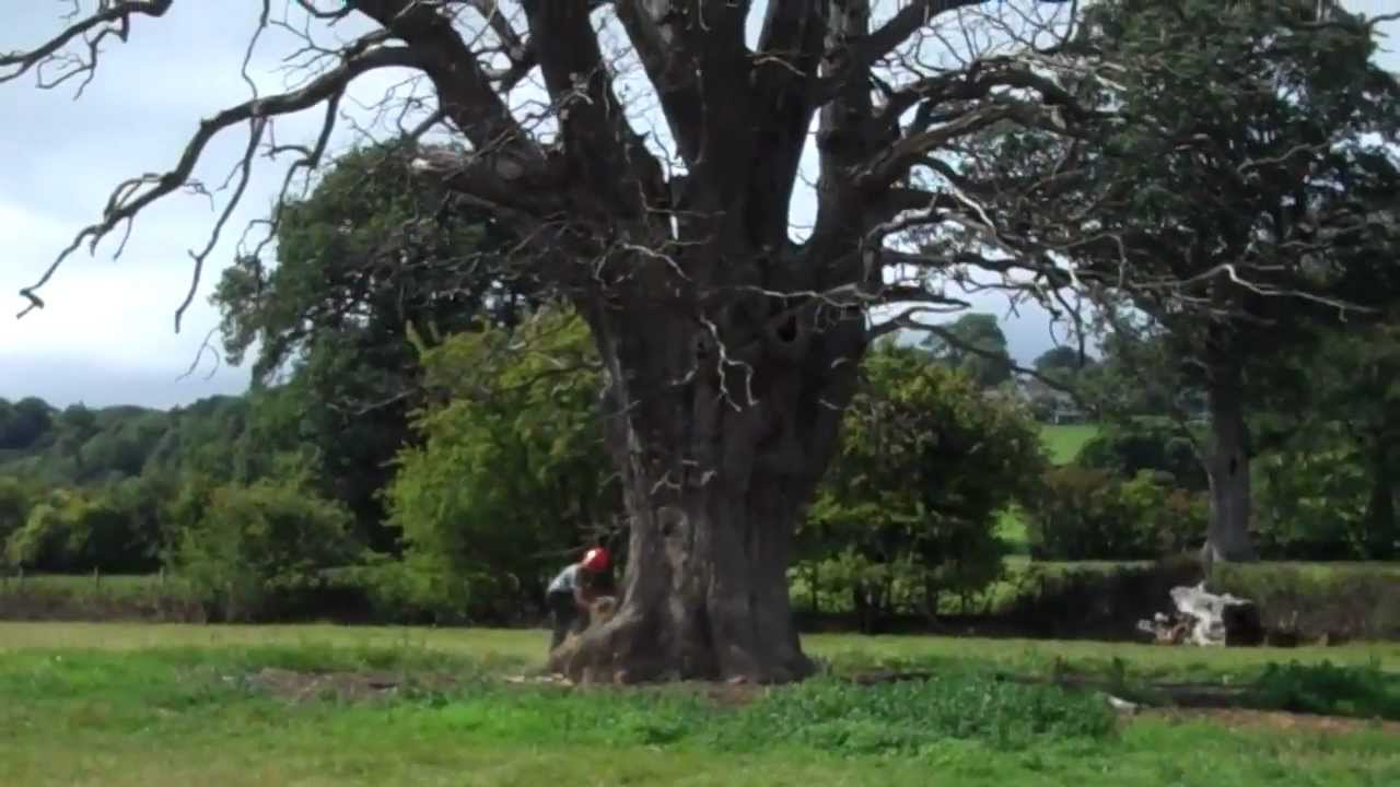 Bryn cutting down large oak tree!.mp4 - YouTube