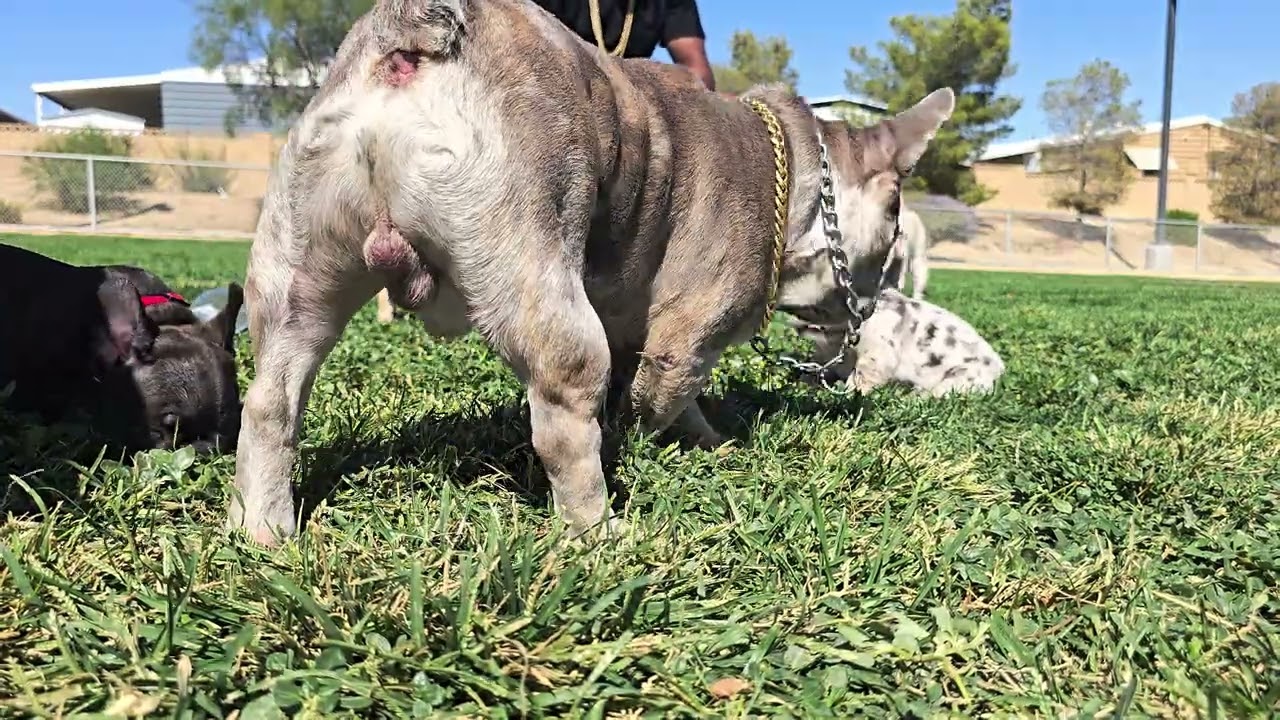 Prince vs 7 Puppies at the Park 😂🐶 Sunny Las Vegas ft. @djopeski