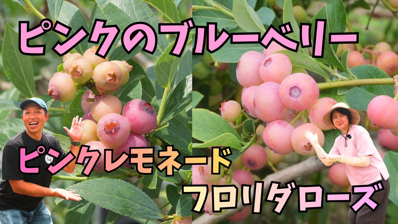 Very Popular Pink Blueberries] Which One Should You Plant? A