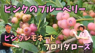 Very Popular Pink Blueberries] Which One Should You Plant? A