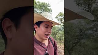 Cómo se aprovecha un pino el ocote en mi rancho #zacatecas #naturaleza #sierra