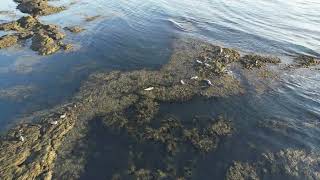 Seals in the wild, Selvogur bay, Iceland. 4K